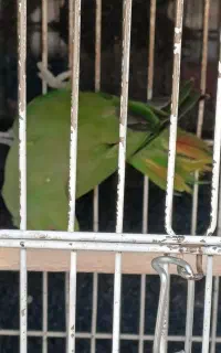 ملنگو ماده