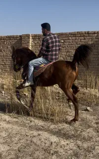 اسب سواری دار با شجره