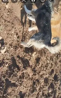 سگ نگهبان
