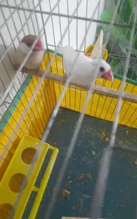 فنچ نرگسی بالغ زیبا