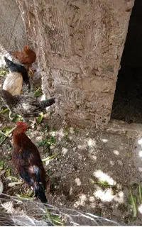 مرغ و خروس فروشی