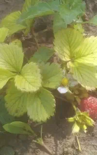 باغبانی