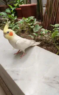 عروس هلندی نر