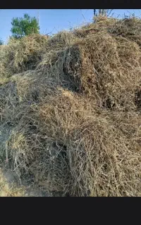 علف باغ