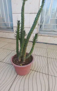 کاکتوس بزرگ