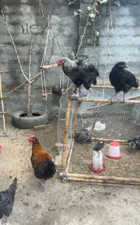 امروک ، مرغ و خروس محلی، گلین