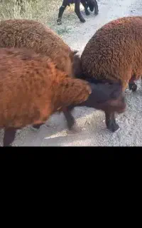 بره نر