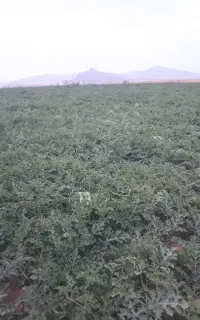 هندونه درجه یک تیر