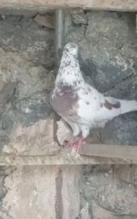 70دونه کفتر پرشی