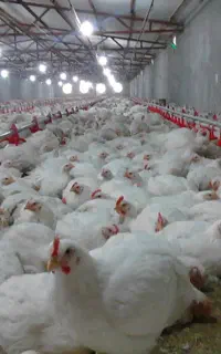 نیازمند سالن دار برای پرورش مرغ گوشتی