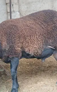 بره قوچ