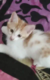 واگذاری بچه گربه DSH