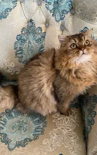 گربه نر اسکاتیش گلد مو بلند آماده جفت گیری
