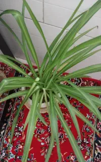 گل گندمی