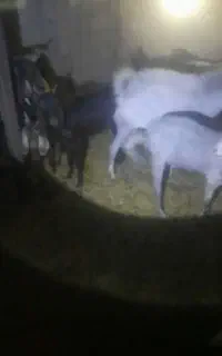 بزه نر پاکستانی داشتی