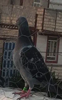 جوجه چاپی گمشده