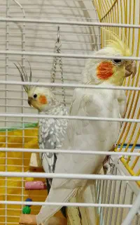 عروس هلندی