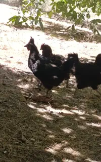 مرغ تخم گذار