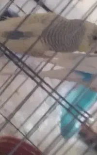 یک مرغ محلی در محدوده شهدای سید کامل پیدا شده