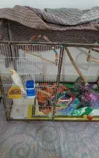 عروس هلندی نر و ماده
