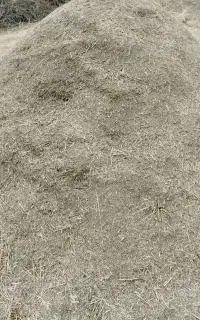 یونجه