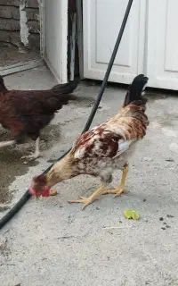 مرغ وخروس