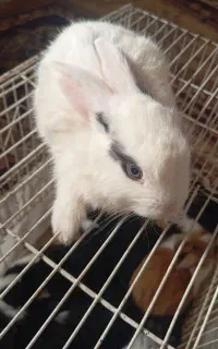 بچه‌ خرگوش