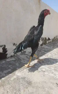 خروس اوشامو ۶ ماهه دونگ بالا