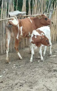گاو با گوساله نر