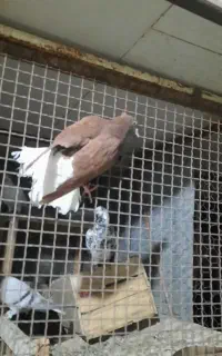 سرخ دم سفید و طوق جفتی