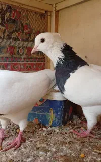کبوتر طوقی نر بالغ مست آس