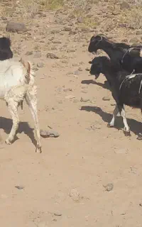 چهار بز کوهی و مری 18تومان