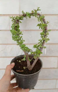 گلهای جذاب
