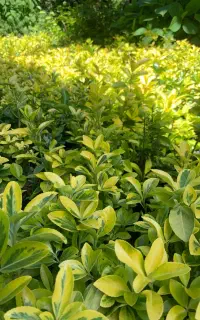 فروش انواع گل های باغی و شمشاد