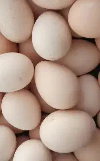 تخم مرغ محلی تازه