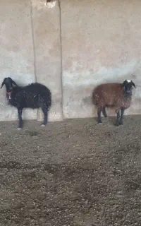 بره نر
