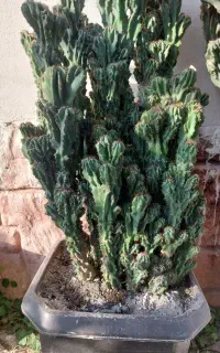 کاکتوس صخره سایز بزرگ بدون زردی و قارچ