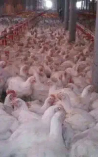 کارگر مرغداری
