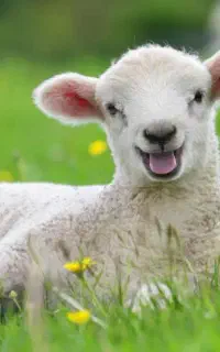 ذبح گوسفند