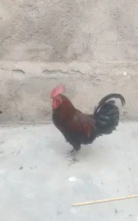 خروس