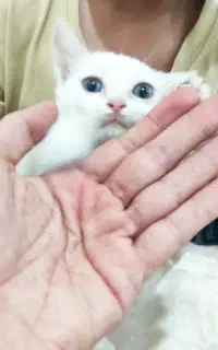 پرشین