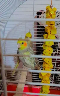 عروس هلندی