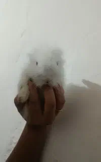 خرگوش لوپ فروش یا معاوضه با پرنده