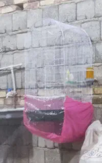 قفس