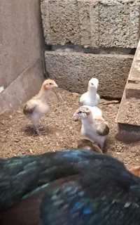جوجه لاری نسل