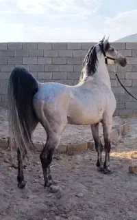 نریان مادیان