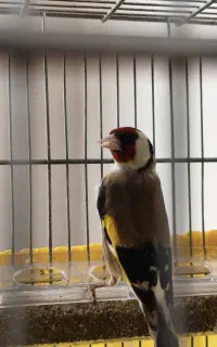 سهره ،قناری