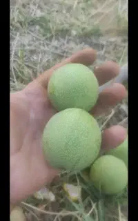گردو تازه وبادام تازه باپوست وکاغذی مغز پر اعلا