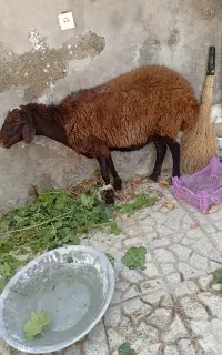 گوسفندنژادمهربان