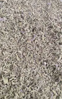 پونه  خشک خوش عطر